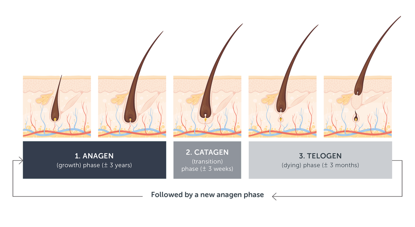 Hair care: Basics around hair structure & growth cycle | Revalid®